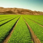 How to Inspect Farmland Before You Buy A Complete Guide for First-Time Investors