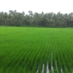 Tillers’ Day Section 18A and the Purchase Certificate: A Buyer’s Guide to Tenanted Land in Goa