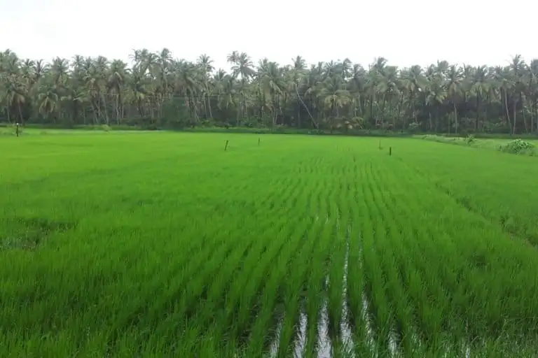 buy tenanted land in Goa