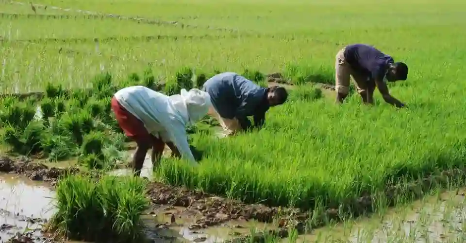What does paddy field conversion in Goa actually involve