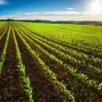 Can a non-farmer buy agricultural land in Goa: The 2023 Restriction on Transfer Act Decoded