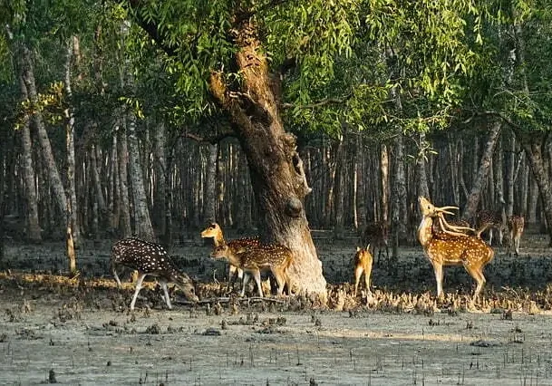 sundarban-animals-deer-crocodile-royal-bengal-tiger Miracle Farms sunderbans trails